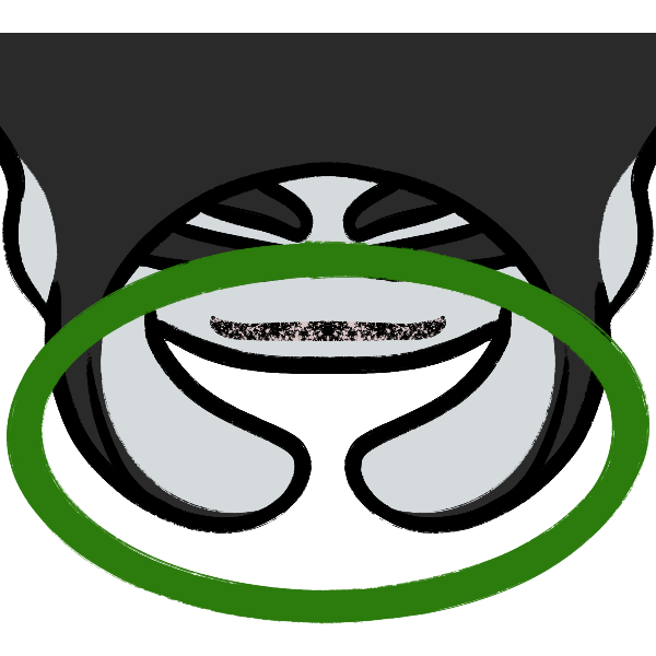an up-close view of the open mouth of a manta ray with a green circle around the cephalic fins, a pair of lobes on either side of the mouth, which are unfurled for filter feeding on plankton.